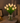 Radiant Romantic Tulip Light