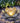 Solar Lotus Light