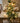 Fairy Light Olive Vine